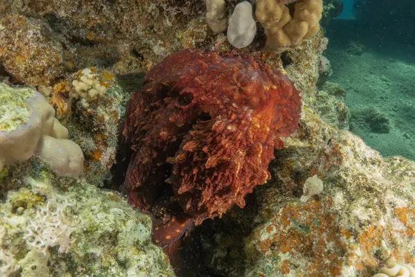 Kızıl Deniz 'de kamuflajın ahtapot kralı Eilat, İsrail 