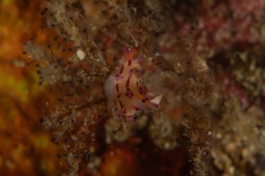 Filipinler, Anilao 'da Denizde Çıplaklar Denizi sümüklüböceği