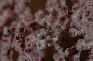 Filipinler Denizi 'ndeki mercan resifi ve su bitkileri