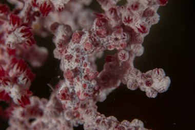 Filipinler Denizi 'ndeki mercan resifi ve su bitkileri