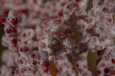 Filipinler Denizi 'ndeki mercan resifi ve su bitkileri