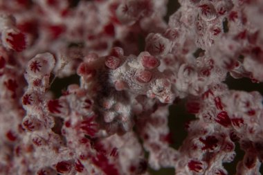 Filipinler Denizi 'ndeki mercan resifi ve su bitkileri