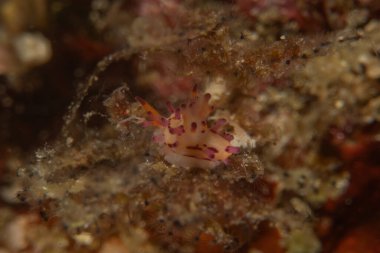 Filipinler, Anilao 'da Denizde Çıplaklar Denizi sümüklüböceği