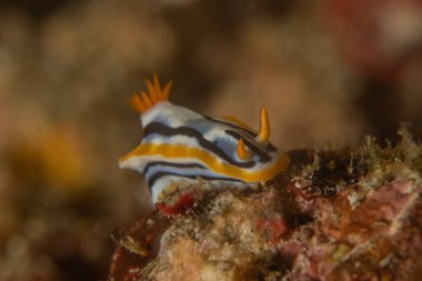 Filipinler, Anilao 'da Denizde Çıplaklar Denizi sümüklüböceği