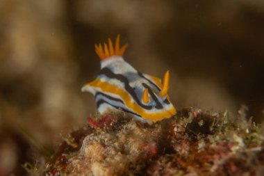 Filipinler, Anilao 'da Denizde Çıplaklar Denizi sümüklüböceği