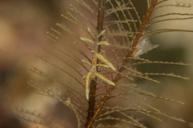 Filipinler Denizi 'ndeki mercan resifi ve su bitkileri