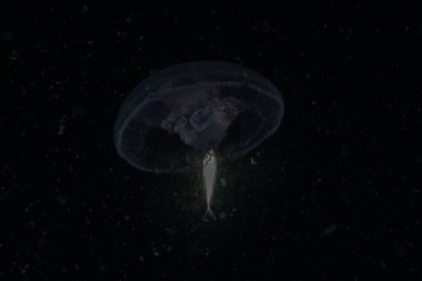 Filipinler okyanusunda yüzen denizanaları