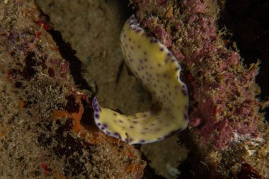 Filipinler, Anilao 'da Denizde Çıplaklar Denizi sümüklüböceği