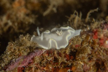 Filipinler, Anilao 'da Denizde Çıplaklar Denizi sümüklüböceği