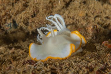 Filipinler, Anilao 'da Denizde Çıplaklar Denizi sümüklüböceği