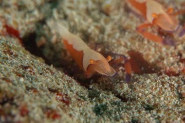 Filipinler, Bohol Denizi 'nde İmparator Karidesi
