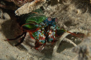 Filipinler Denizi 'nde Mantis karidesi