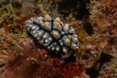 Filipinler, Anilao 'da Denizde Çıplaklar Denizi sümüklüböceği