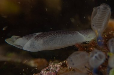 Filipinler, Anilao 'da Denizde Çıplaklar Denizi sümüklüböceği