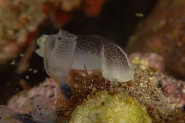 Filipinler, Anilao 'da Denizde Çıplaklar Denizi sümüklüböceği