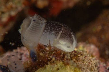 Filipinler, Anilao 'da Denizde Çıplaklar Denizi sümüklüböceği