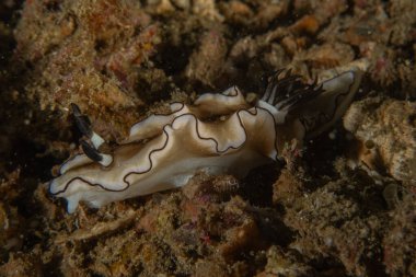 Filipinler, Anilao 'da Denizde Çıplaklar Denizi sümüklüböceği