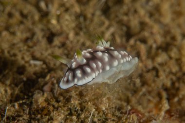 Filipinler, Anilao 'da Denizde Çıplaklar Denizi sümüklüböceği