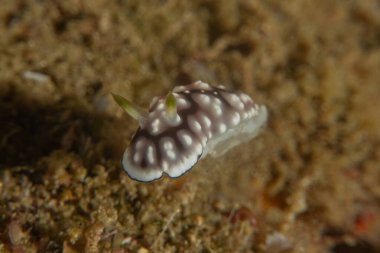 Filipinler, Anilao 'da Denizde Çıplaklar Denizi sümüklüböceği