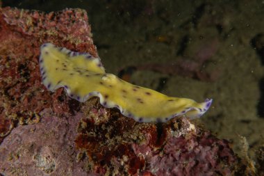 Filipinler, Anilao 'da Denizde Çıplaklar Denizi sümüklüböceği