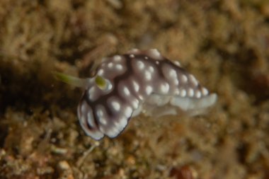 Filipinler, Anilao 'da Denizde Çıplaklar Denizi sümüklüböceği