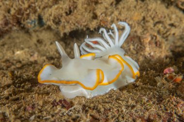 Filipinler, Anilao 'da Denizde Çıplaklar Denizi sümüklüböceği