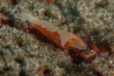 Filipinler, Bohol Denizi 'nde İmparator Karidesi