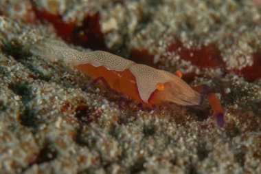 Filipinler, Bohol Denizi 'nde İmparator Karidesi