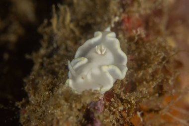 Filipinler, Anilao 'da Denizde Çıplaklar Denizi sümüklüböceği