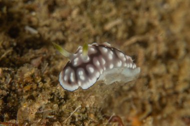 Filipinler, Anilao 'da Denizde Çıplaklar Denizi sümüklüböceği