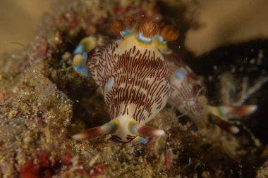 Filipinler, Anilao 'da Denizde Çıplaklar Denizi sümüklüböceği