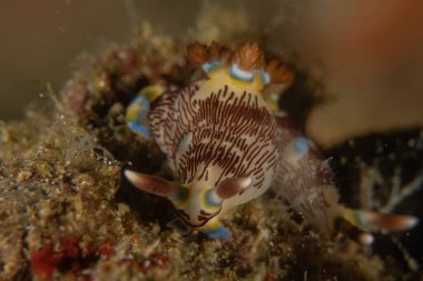 Filipinler, Anilao 'da Denizde Çıplaklar Denizi sümüklüböceği