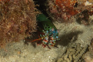Filipinler Denizi 'nde Mantis karidesi