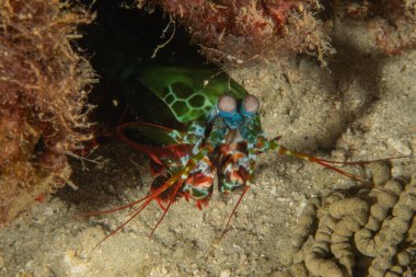 Filipinler Denizi 'nde Mantis karidesi
