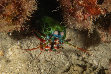 Filipinler Denizi 'nde Mantis karidesi