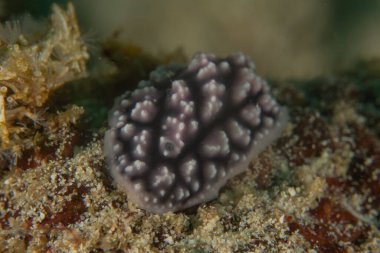 Filipinler, Anilao 'da Denizde Çıplaklar Denizi sümüklüböceği