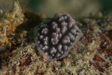 Filipinler, Anilao 'da Denizde Çıplaklar Denizi sümüklüböceği