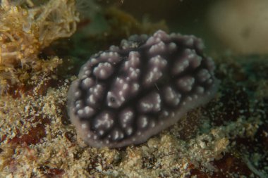 Filipinler, Anilao 'da Denizde Çıplaklar Denizi sümüklüböceği