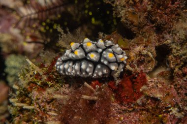 Filipinler, Anilao 'da Denizde Çıplaklar Denizi sümüklüböceği