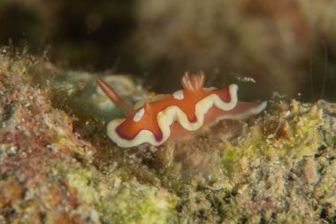 Filipinler, Anilao 'da Denizde Çıplaklar Denizi sümüklüböceği