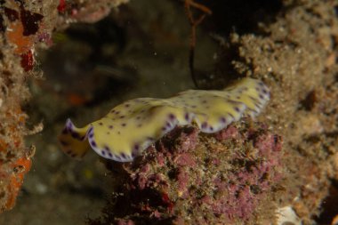 Filipinler, Anilao 'da Denizde Çıplaklar Denizi sümüklüböceği