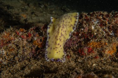 Filipinler, Anilao 'da Denizde Çıplaklar Denizi sümüklüböceği