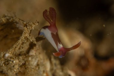 Filipinler, Anilao 'da Denizde Çıplaklar Denizi sümüklüböceği