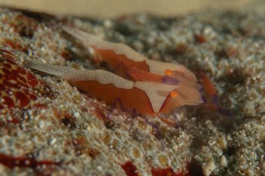 Filipinler, Bohol Denizi 'nde İmparator Karidesi