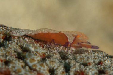 Filipinler, Bohol Denizi 'nde İmparator Karidesi