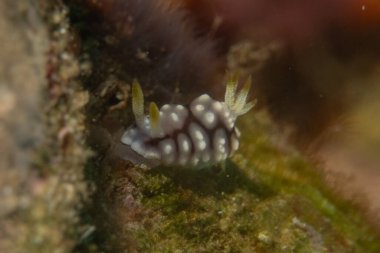 Filipinler, Anilao 'da Denizde Çıplaklar Denizi sümüklüböceği