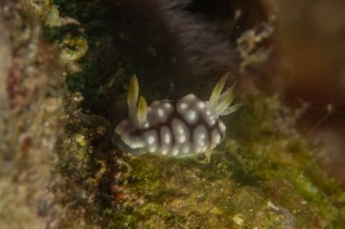 Filipinler, Anilao 'da Denizde Çıplaklar Denizi sümüklüböceği