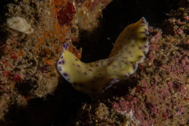 Filipinler, Anilao 'da Denizde Çıplaklar Denizi sümüklüböceği