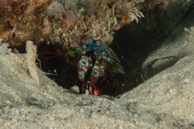 Filipinler Denizi 'nde Mantis karidesi