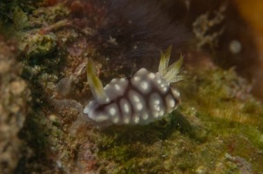 Filipinler, Anilao 'da Denizde Çıplaklar Denizi sümüklüböceği